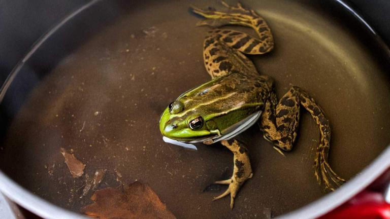 Endest du wie der Frosch im Kochtopf?